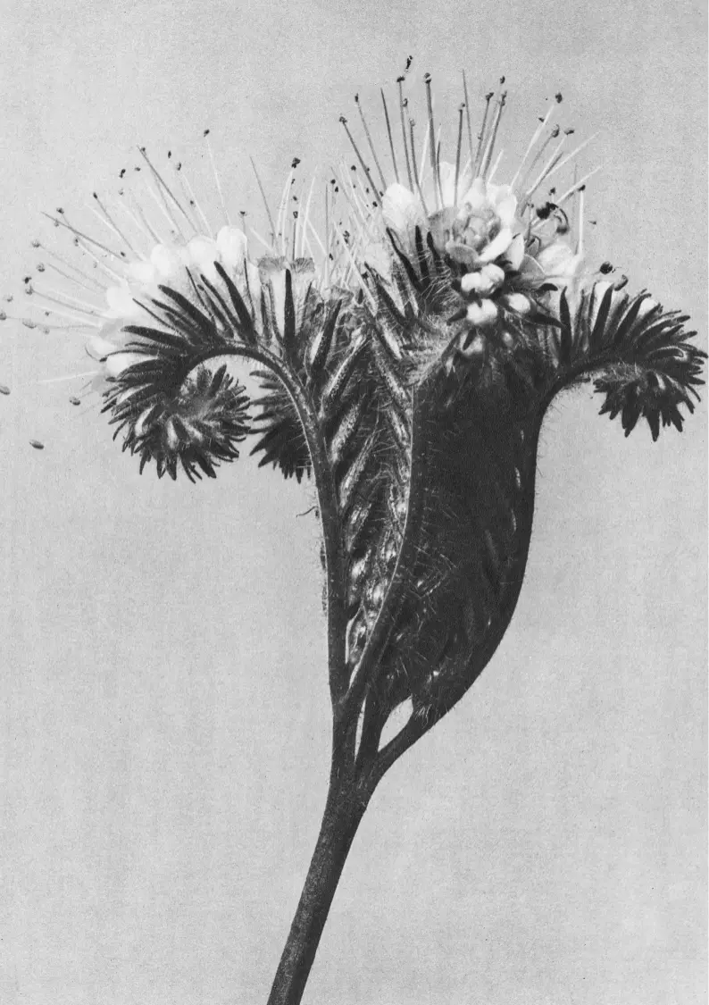 Why Earnest Training Center Black and white photography close up of a flower.