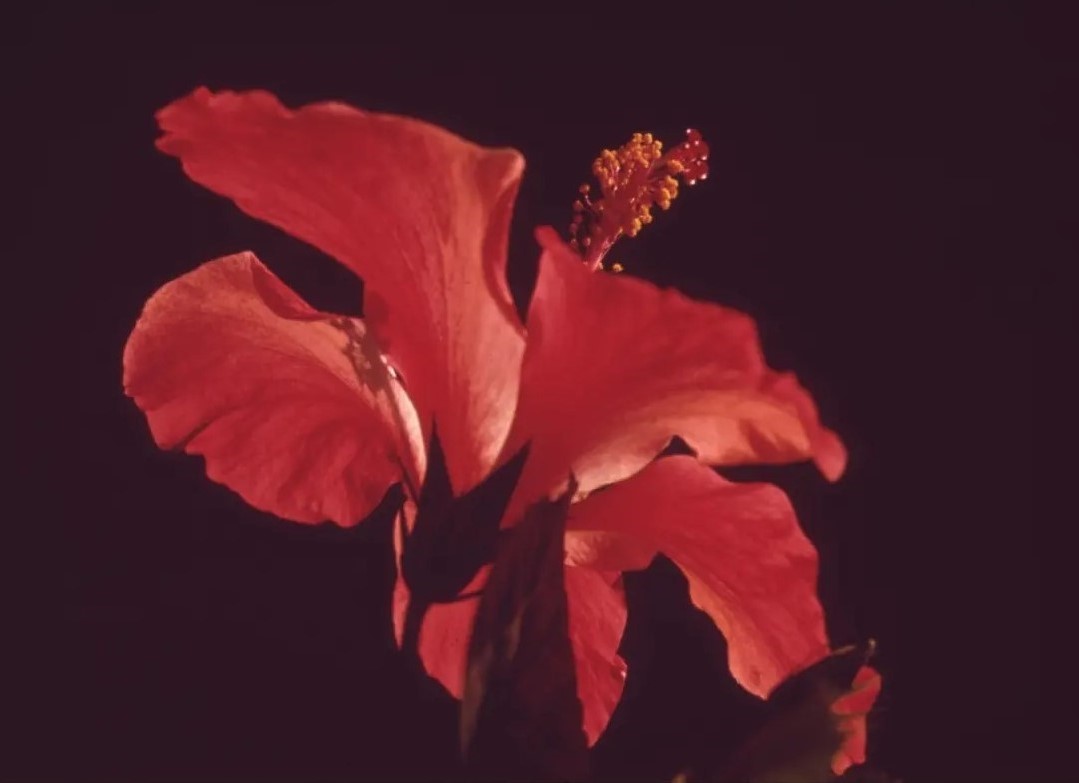 Why Earnest Training Center Photography close up of a red flower.
